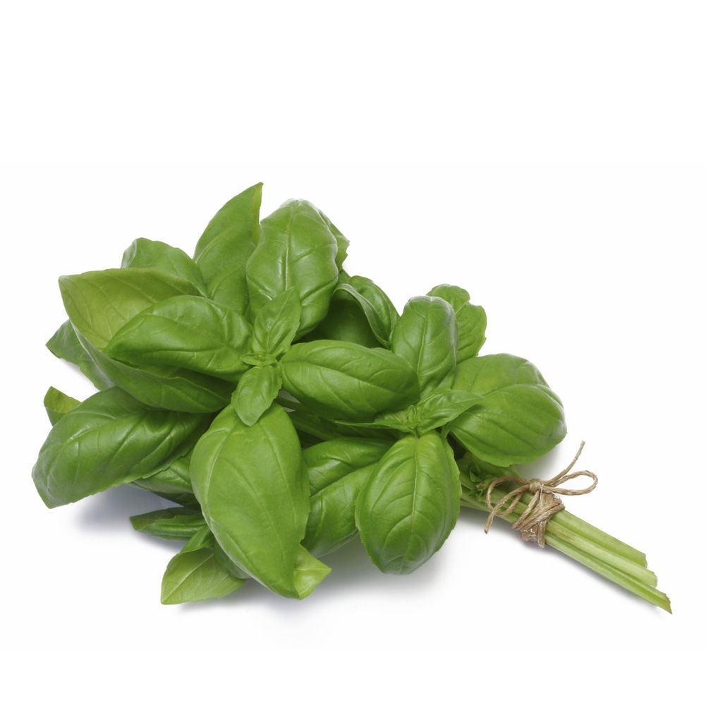 Fresh basil leaves bound into a bundle with twine