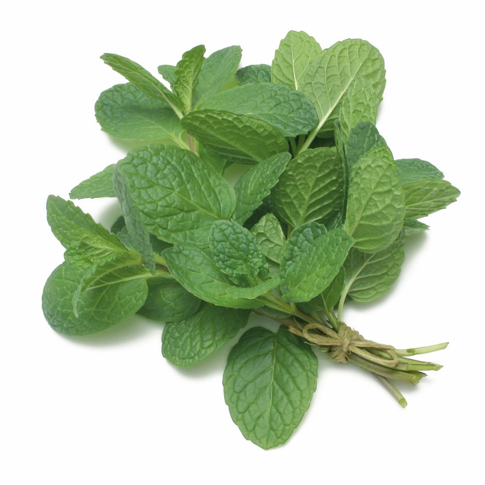 Fresh mint leaves bundled with stems