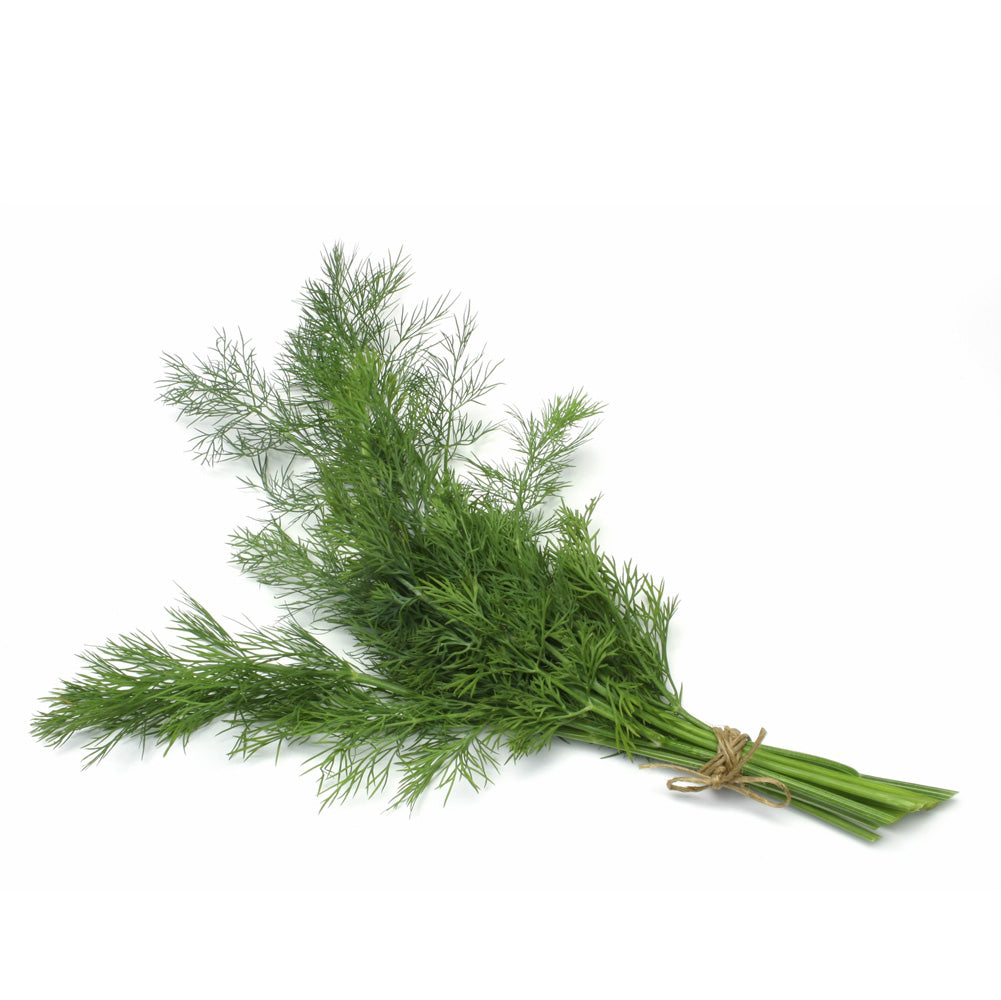 Fresh dill weed bundle with feathery green fronds tied with twine