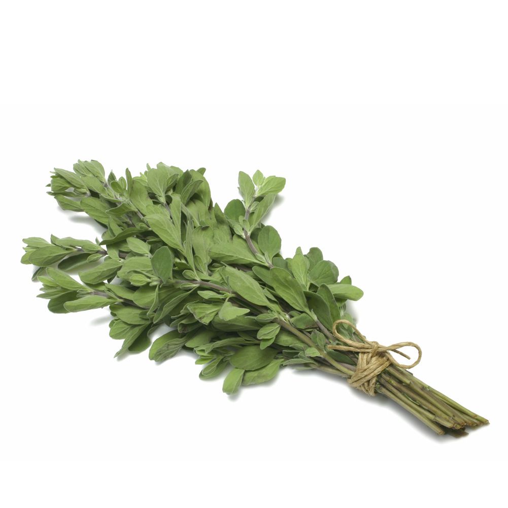 Fresh green marjoram sprigs tied with twine on a white background.