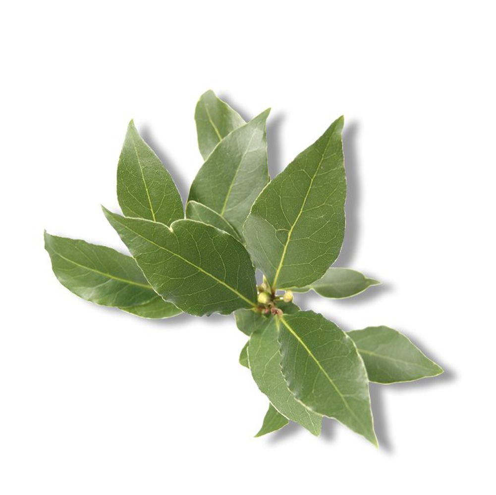 Fresh bay leaves arranged in a small cluster