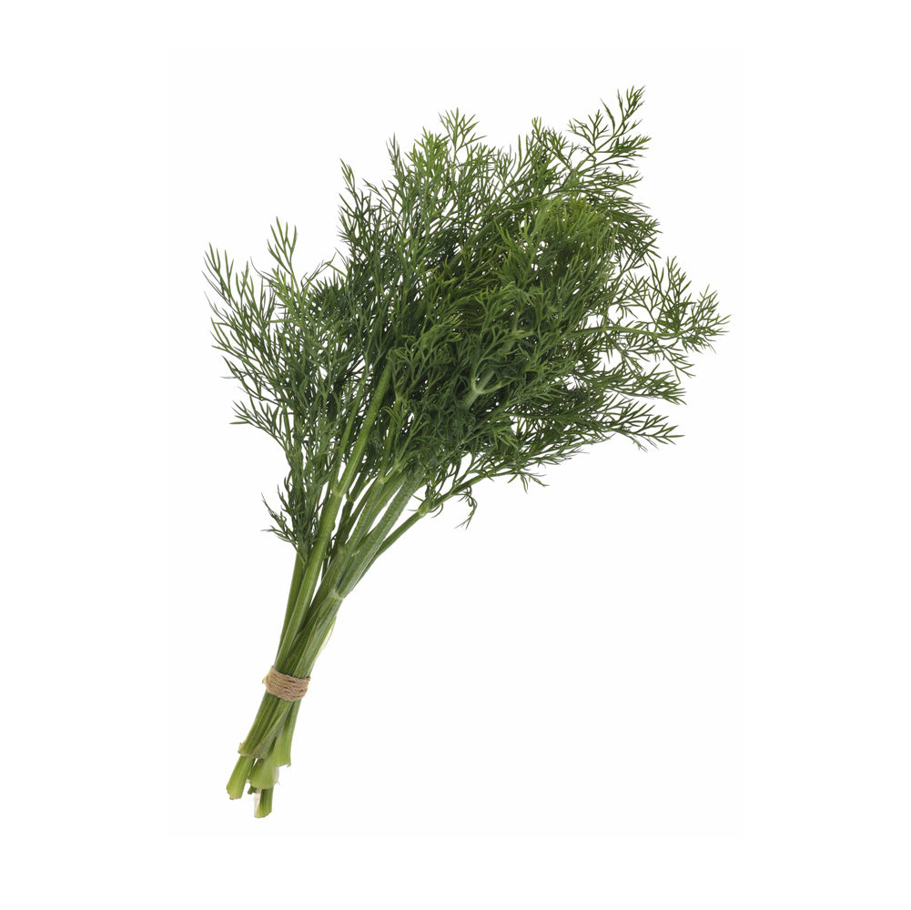 Bundled fennel fronds tied with twine