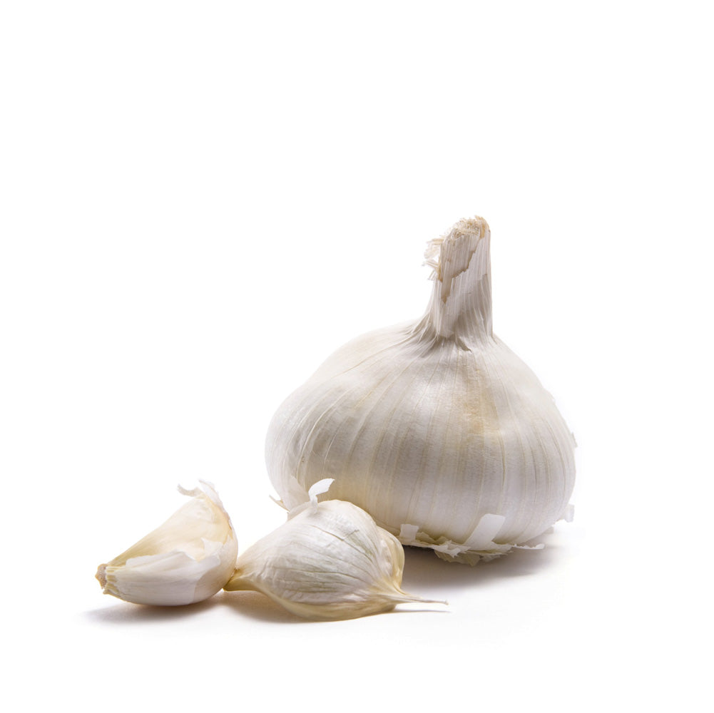 Whole garlic bulb with two garlic cloves on a white background
