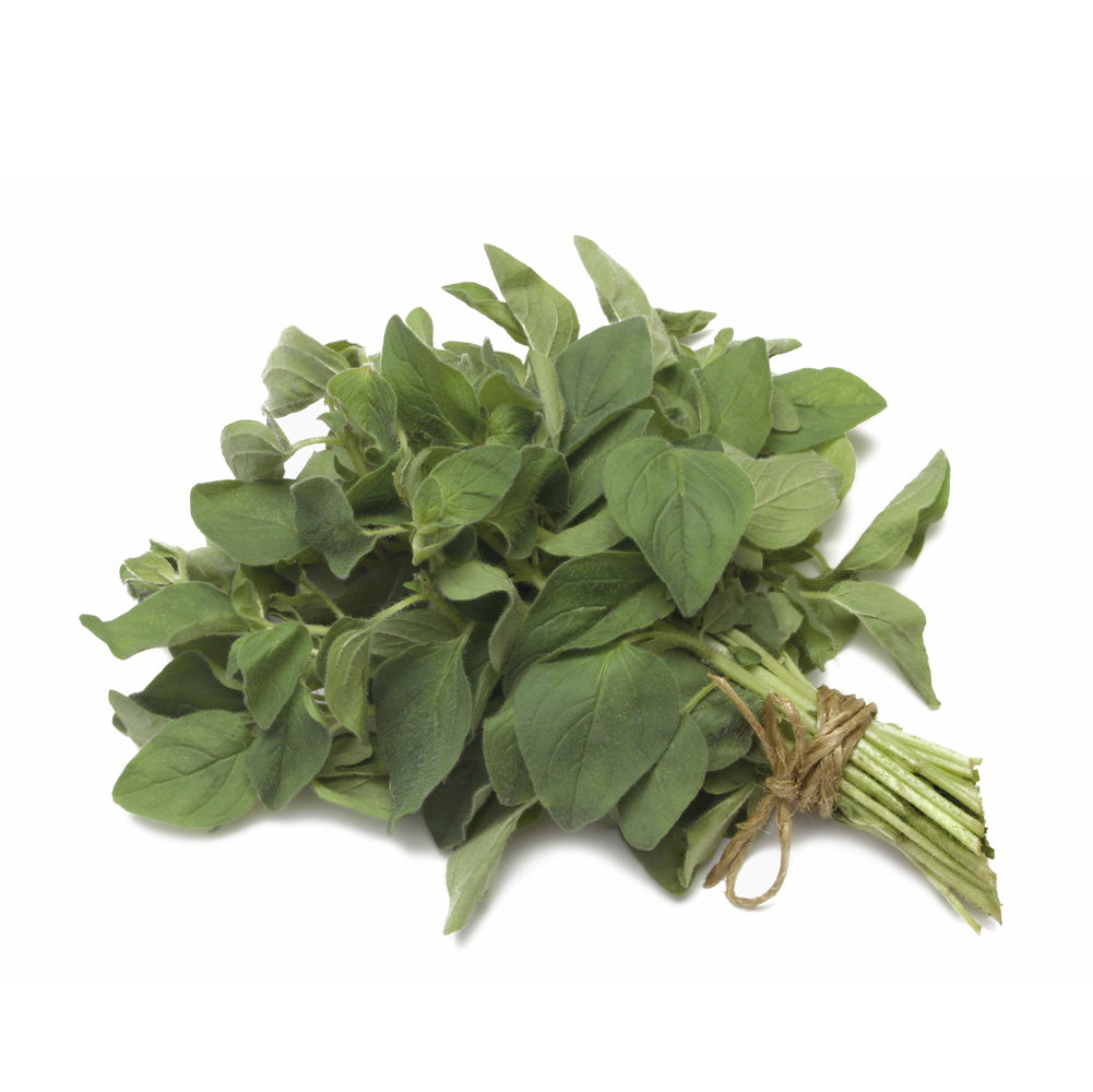 Fresh oregano bouquet with green leaves tied at the stems
