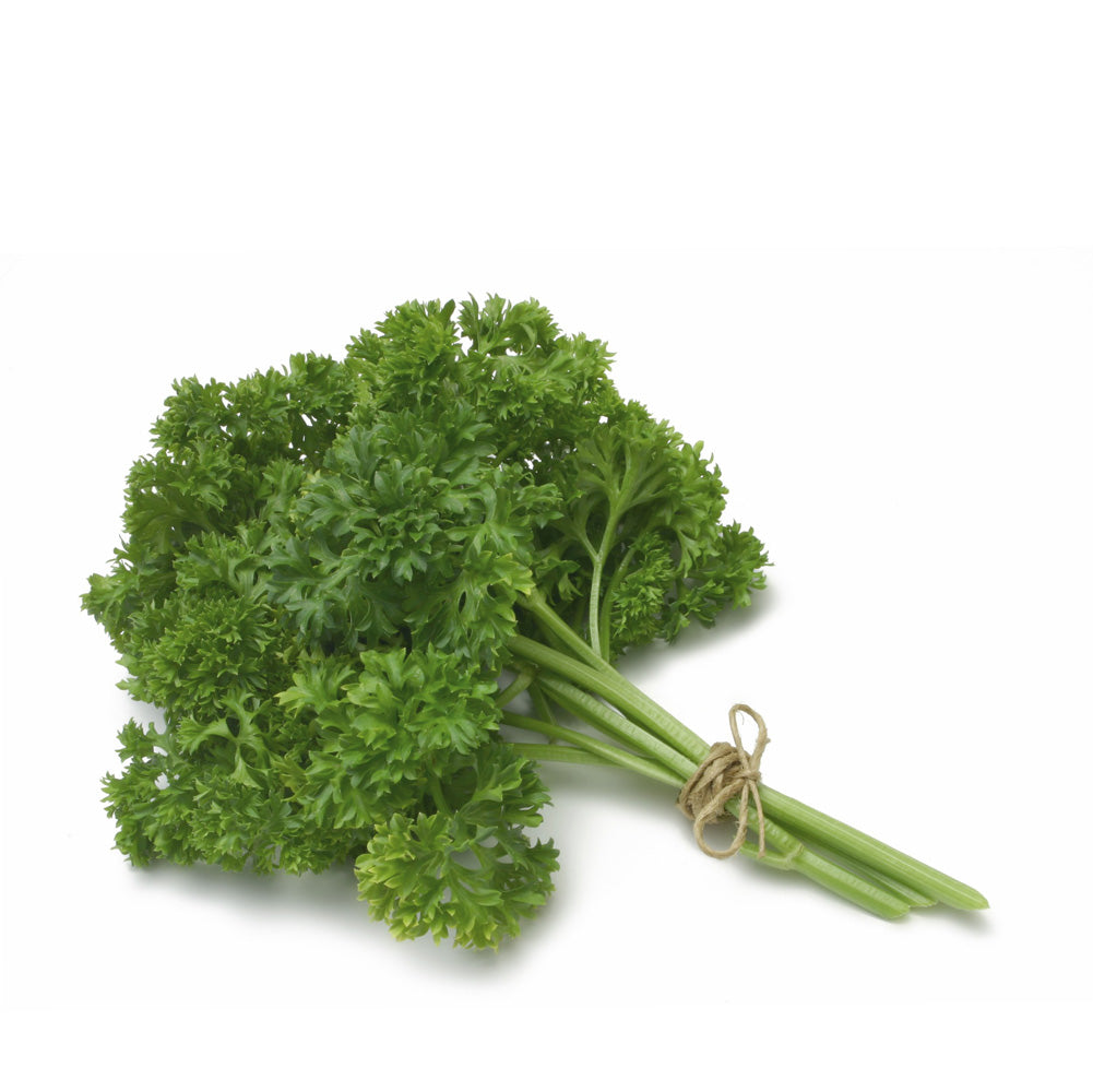 Fresh parsley bundle with stems tied in twine on a white background